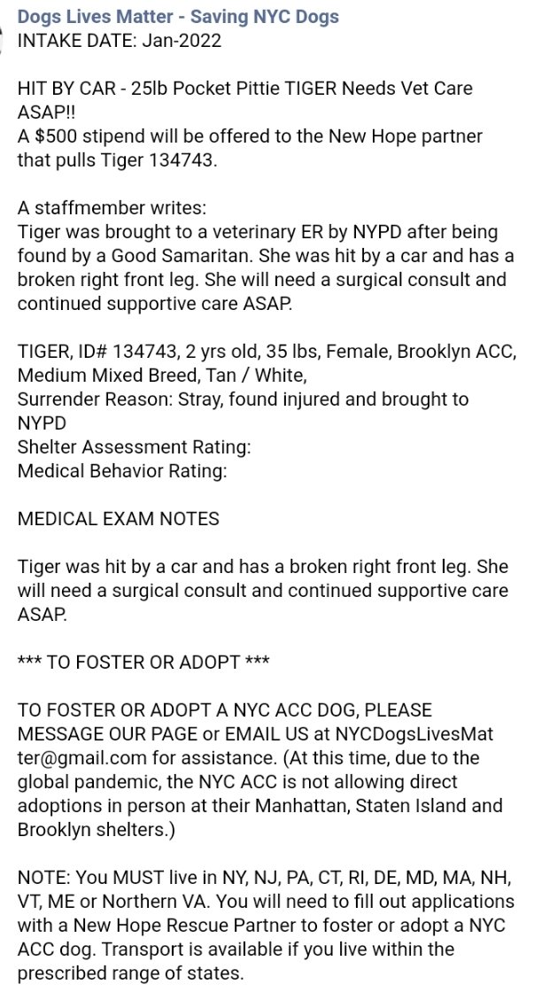 ginachron's tweet photo. #NYCACC
$500 to NHP rescue
🆘Medical Priority🆘
🆘Tiger 2y #134743
URGENT need for Foster in N East for little girl hit by car. She has a broken fr leg + needs Vet consult asap paid by rescue, + follow up TLC. https://t.co/esvf6gll3p Email nycdogslivesmatter@gmail.com #PLEDGES🙏 https://t.co/CZwPKvHSKr