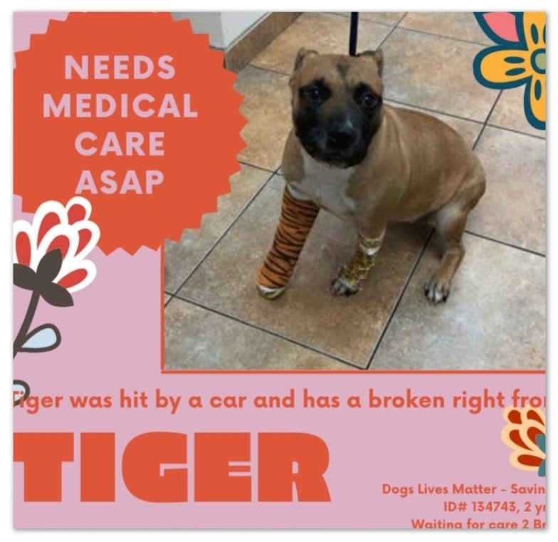 ginachron's tweet photo. #NYCACC
$500 to NHP rescue
🆘Medical Priority🆘
🆘Tiger 2y #134743
URGENT need for Foster in N East for little girl hit by car. She has a broken fr leg + needs Vet consult asap paid by rescue, + follow up TLC. https://t.co/esvf6gll3p Email nycdogslivesmatter@gmail.com #PLEDGES🙏 https://t.co/CZwPKvHSKr
