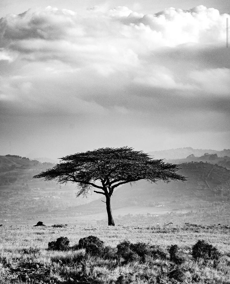 Aly-Khan Satchu (@alykhansatchu) on Twitter photo .@lewa_wildlife a special place to visit. The landscape never fails to take ones breath away @justinnyberg <a href="/SirikoiLodge/">Sirikoi Lodge</a>
x.com/SirikoiLodge/s…
rich.co.ke/srch/results.p… .@lewa_wildlife a special place to visit. The landscape never fails to take ones breath away @justinnyberg <a href="/SirikoiLodge/">Sirikoi Lodge</a>
x.com/SirikoiLodge/s…
rich.co.ke/srch/results.p…