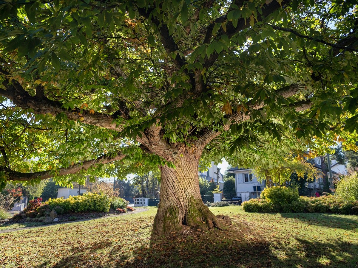 Les_Yvelines's tweet photo. #Rediff Il y a quelques semaines nous vous invitions à voter pour le châtaignier de la Celle-Saint-Cloud dans le cadre du concours de #LarbreDeLannée 🌳 
Votre mobilisation a payé puisqu'il a obtenu le prix du public ! 🏆
➡️https://t.co/7TBgJX5bft https://t.co/3ywXrVSb2M