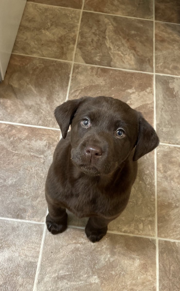 HaleyNichole23's tweet photo. My sweet baby🥺🐶 https://t.co/oY6xj34rAJ