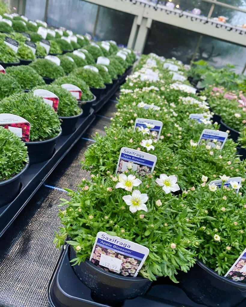 ToftwoodGC's tweet photo. For the early birds!! 

13cm mixed perennials £2.99

Anyone wanting to get a step ahead and have there perennials ready and to save money instead of buying larger perennials then here you are! 

#garden #gardening #gardenlife #evergreen #houseplants #bot… https://t.co/0H7fPKTZ5e https://t.co/qhT1A0o2DI