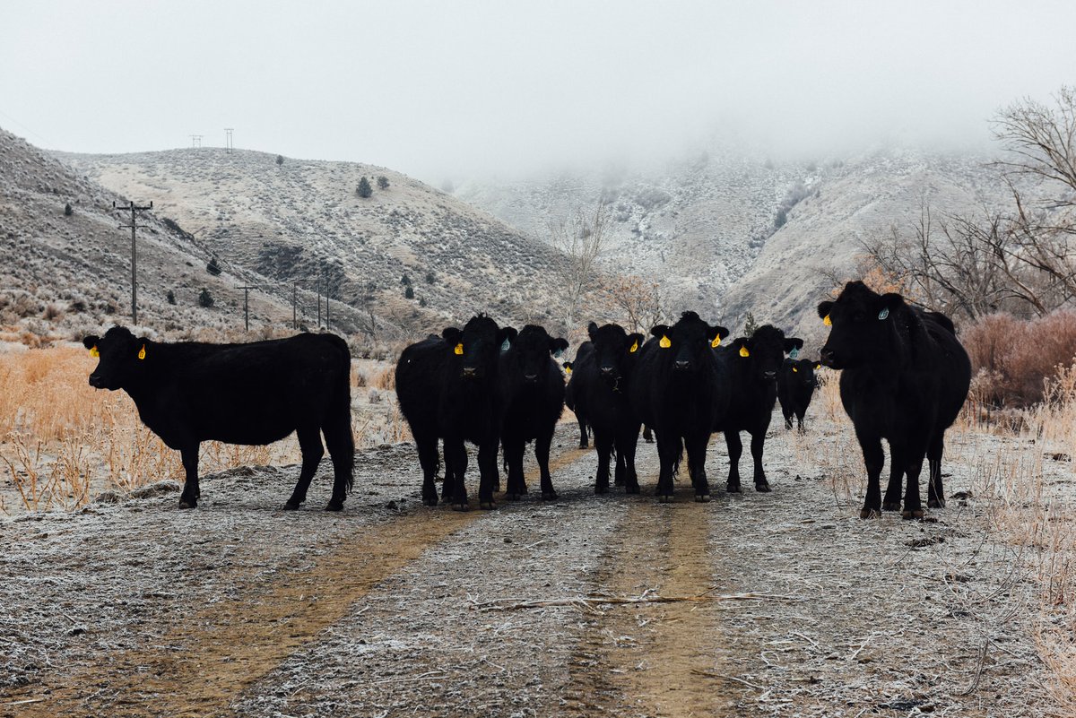 WyomingBeef's tweet photo. All of our beef jerky, bites, and sticks are Grass-Fed and locally sourced from Wyoming Ranchers. This is an essential step in providing a natural, responsible, and DELICIOUS snack! https://t.co/IoWRZuQGtK