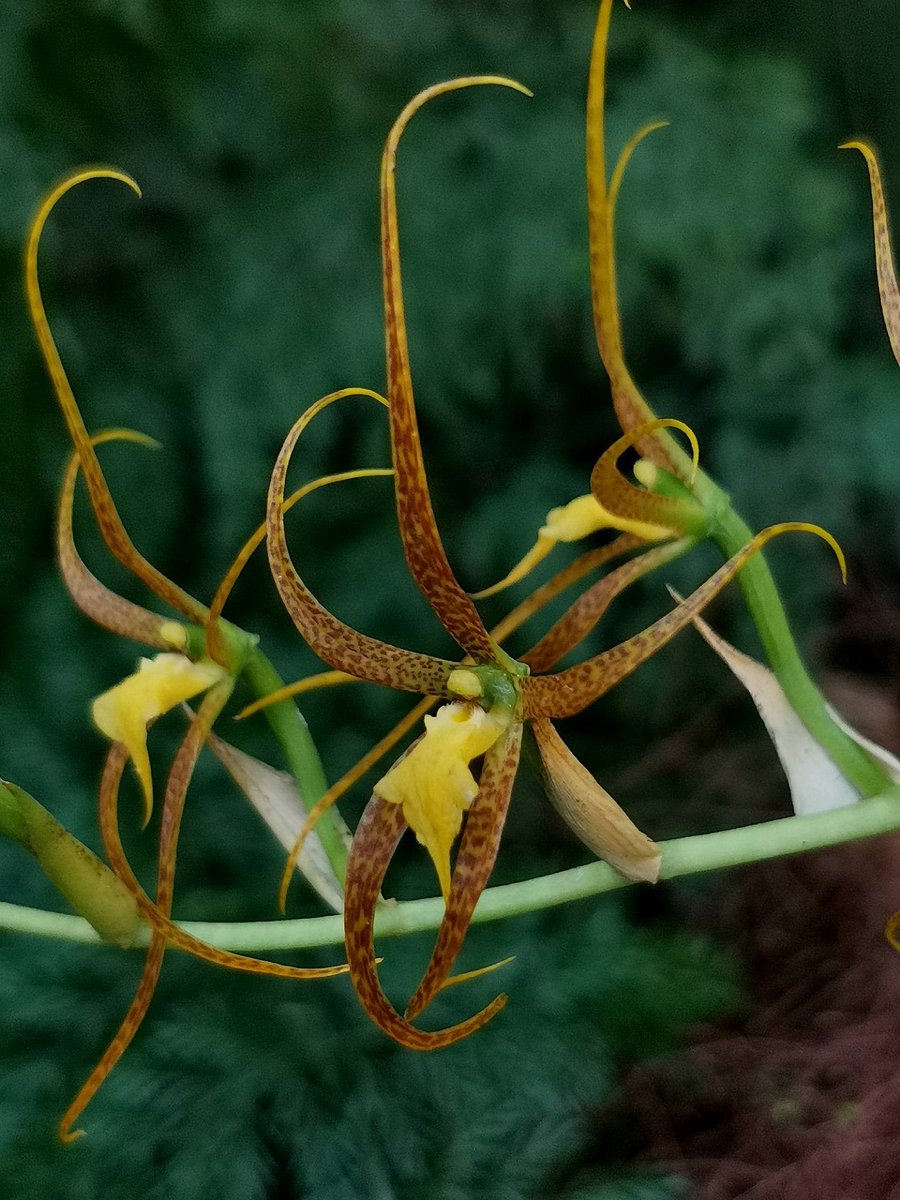 UtuOrchids's tweet photo. Spider Orchids' (Pic. Brassia pozoi) flowers mimic spiders to attract female spider wasps to pollinate its flowers. Flowers are showy and attracting chemicals unique. @UtuOrchids #utubotgar #orchids #Brassia #wildorchids Photo: Janne Aho https://t.co/J3k8ngVtTu