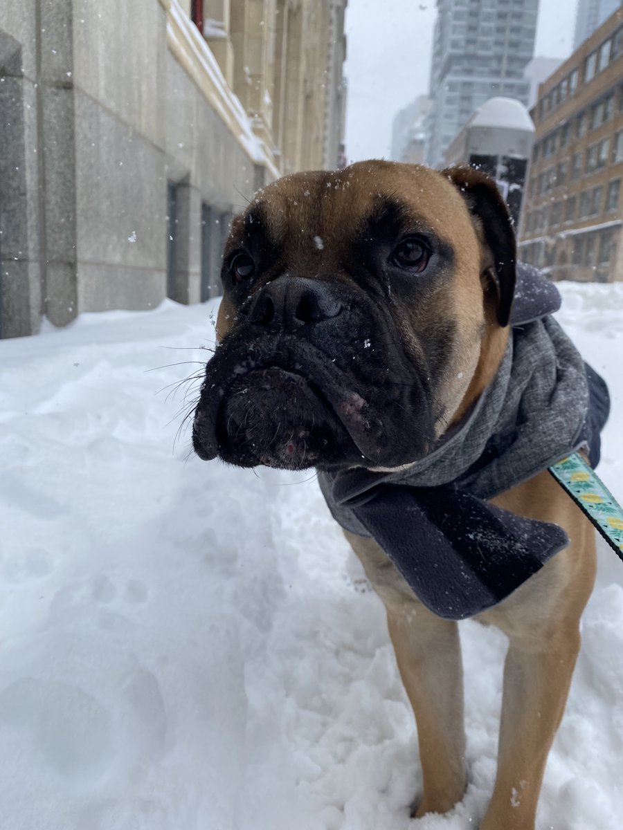 On a walk with my foster dog Bronco during our lunch break, we could barely schlep ourselves down the block! It served as a reminder to thank all our healthcare and essential workers for trudging through the winter storm as people's lives and well-being were dependent on them.