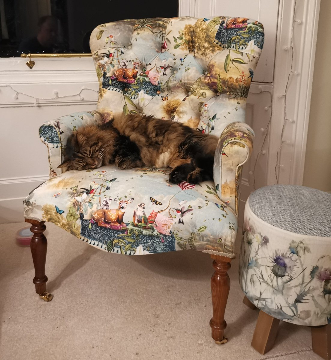 Hanu the Cat tweet media