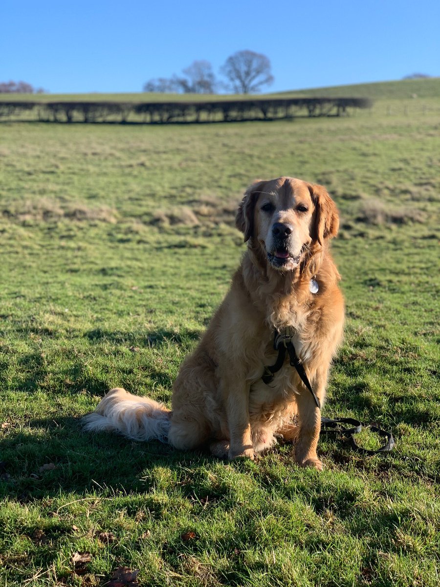 HarryHounds's tweet photo. Been away from Twitter for a while but Im back! Today was a great day...walk, sun, stick......Sounds like a Monty kind of day @LadyMontyA350 https://t.co/IcTd3VMXjf