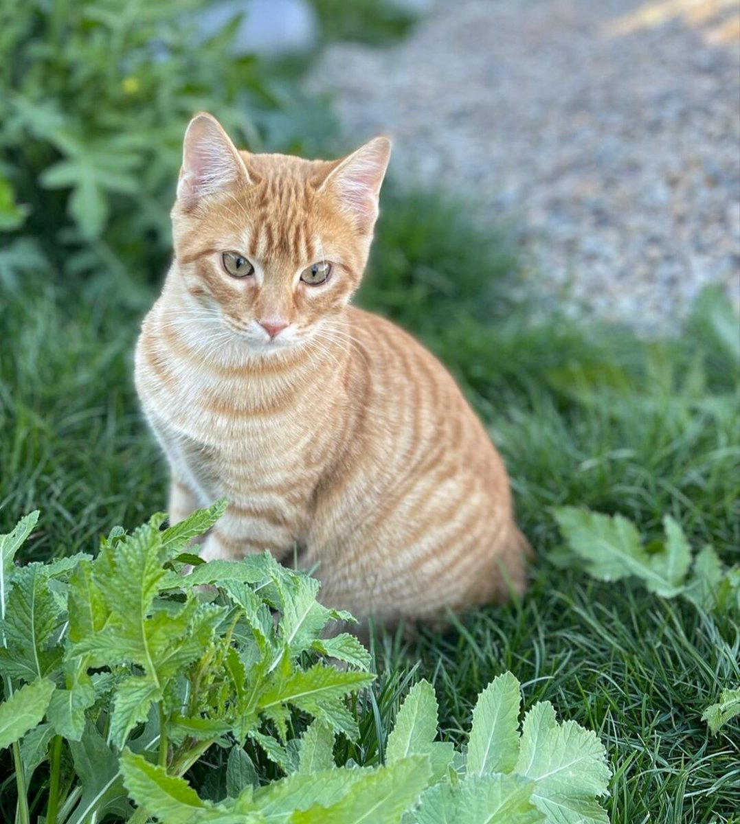 Hola soy Simba, tengo 5 meses y estoy en adopción.
Compartid para encontrarme una casita o habladle a la cuenta y me acojais