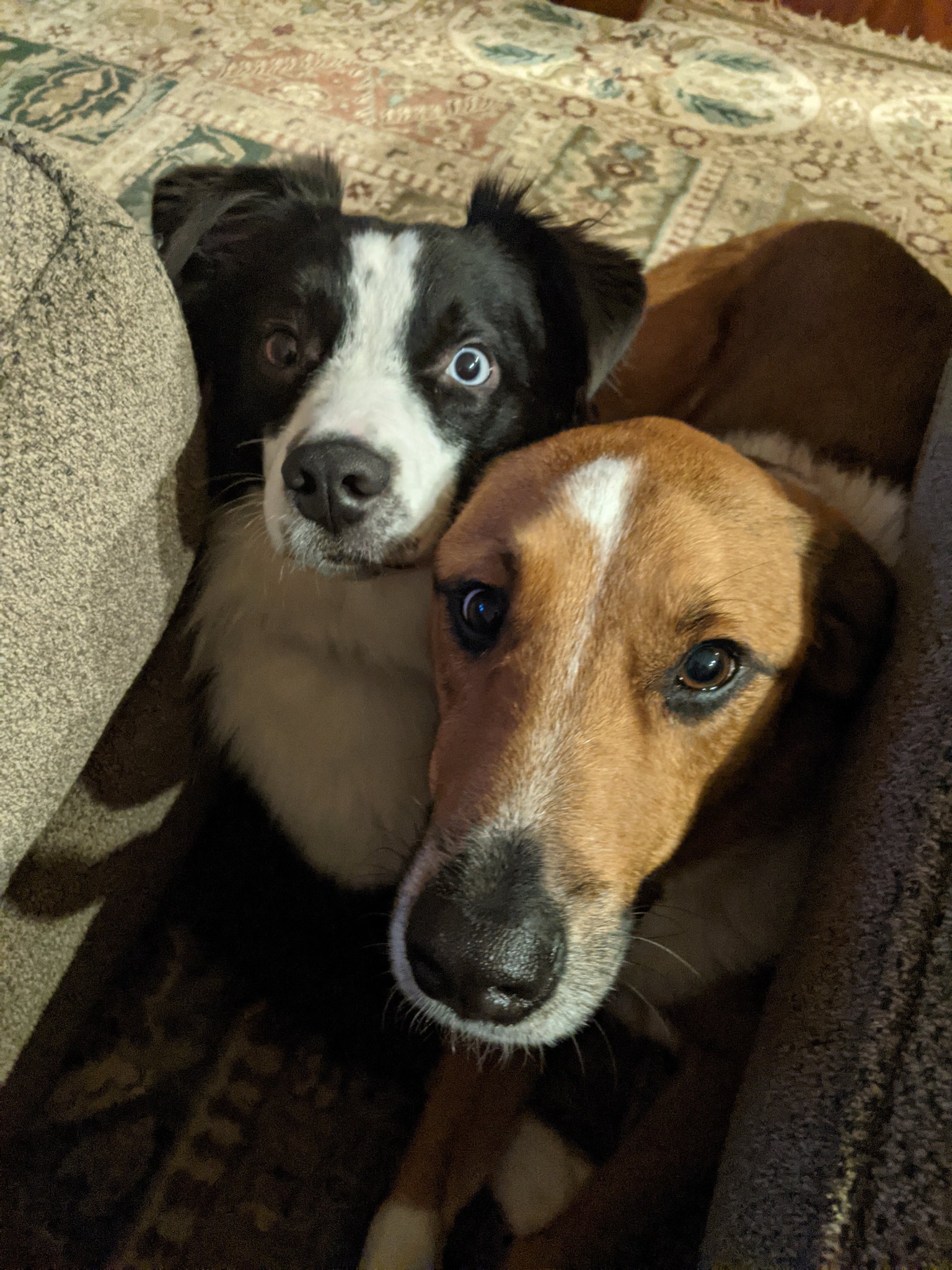 Lone star aussie rescue 2025