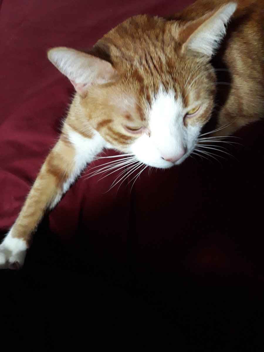 caviarupdates's tweet photo. Your sleepy Caviar fix for the day: https://t.co/j1FYlDbaeG
