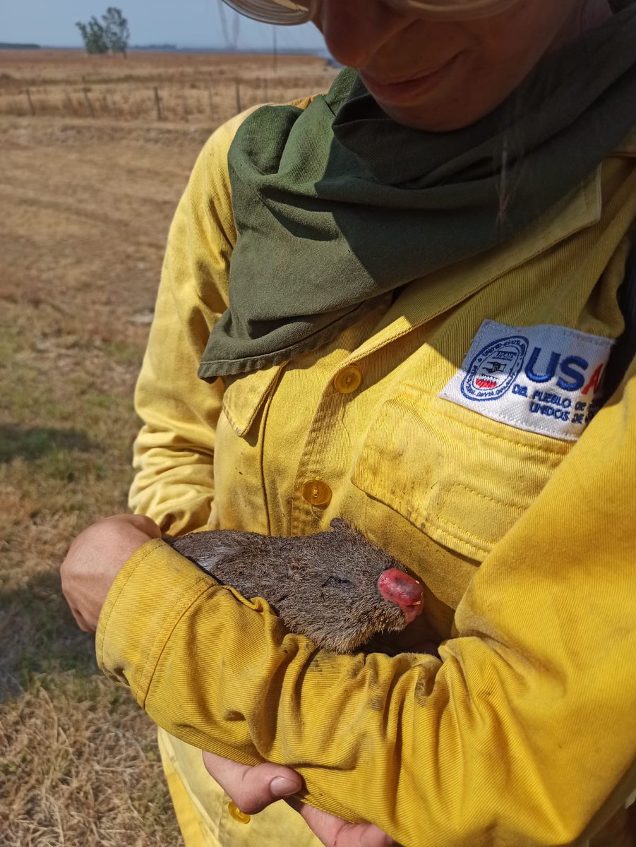 bomberos132tv's tweet photo. Nuestra misión salvar vidas, todas las vidas ♥️🇵🇾💪 somos Cuerpo de Bomberos Voluntarios del Paraguay trabajando, peleando en Misiones en los grandes incendios, varias compañías k41,k41 y bomberos que fueron de otras localidades del país https://t.co/K6t9awAJjc