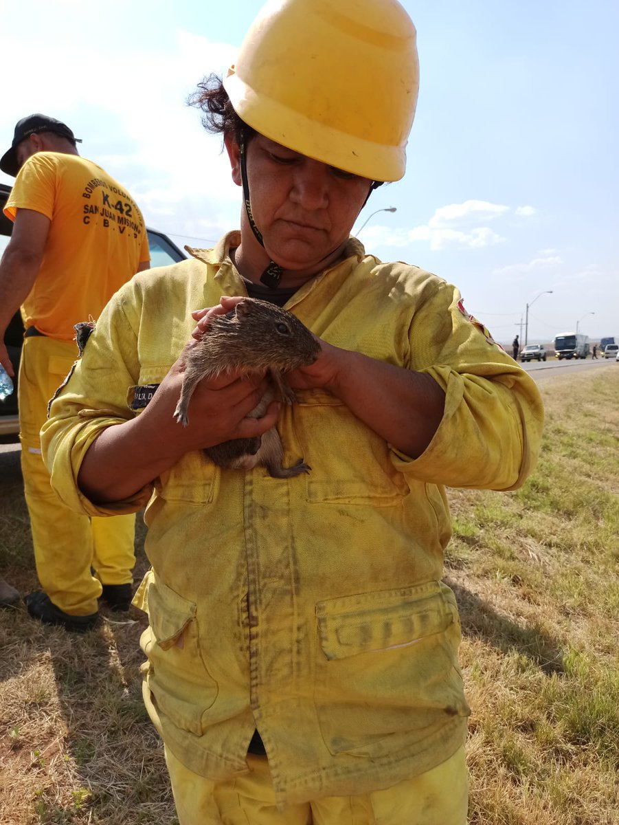 bomberos132tv's tweet photo. Nuestra misión salvar vidas, todas las vidas ♥️🇵🇾💪 somos Cuerpo de Bomberos Voluntarios del Paraguay trabajando, peleando en Misiones en los grandes incendios, varias compañías k41,k41 y bomberos que fueron de otras localidades del país https://t.co/K6t9awAJjc