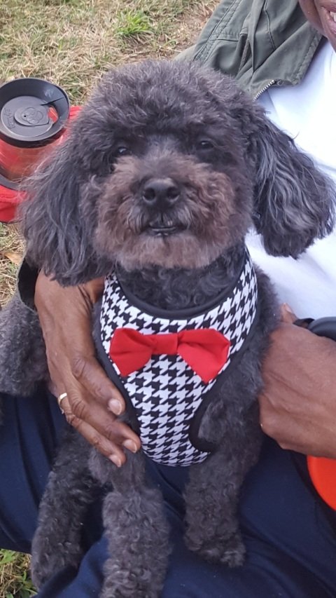 RamonaHolloway's tweet photo. Have you taken the #BettyWhiteChallenge?
I'm supporting @humanecharlotte in memory of #BettyWhite and my sweet poodle Henri Louis Holloway, who was Grandma's Boy and mom's favorite to the very end.
#ripbettywhite #BettyWhiteDay #RIPhenri #dogmom #doglovers #doglove https://t.co/woGgIbUCcB