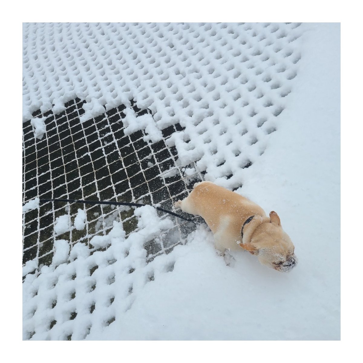 Katchakidinc's tweet image. Olie dog just ran straight across the net - amazing dexterity but it's too cold for little Frenchies so he is wrapped up and inside. 

#poolsafety #poolsafetynet #poolnet #poolnets #poolcover #poolcovers #poolfence #poolfences #swimmingpools #swimmingpool #katchakid #katchakidinc