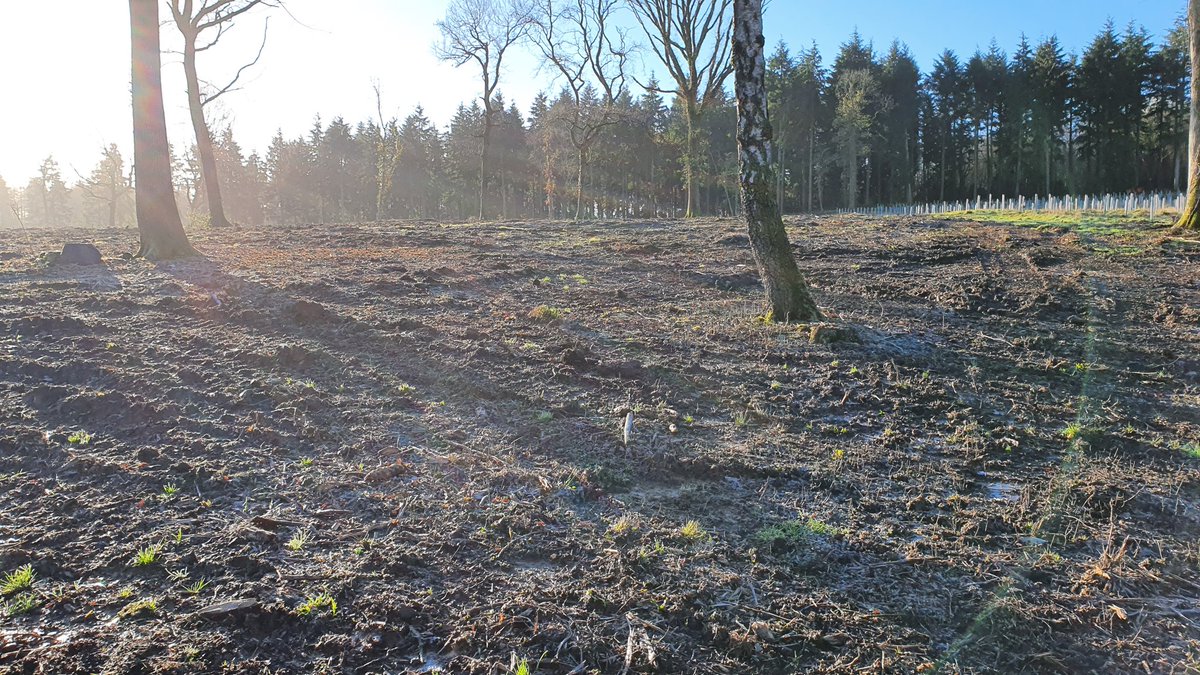 Kernow27's tweet photo. Planting starts tomorrow on this site first of 6000 native hardwoods goes in first thing in the morning.
#LetsGetDigging https://t.co/Kdc7CY2md6