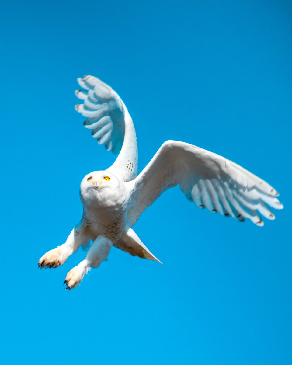 A Snowy Owl takes flight. ❄️ What a thrill it is being in the presence of such beauty. #WildlifePhotography #Birds #Birding