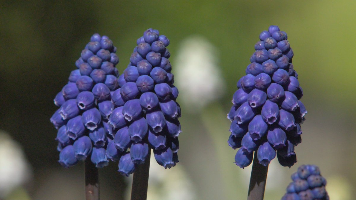 GWandShows's tweet photo. A little something to brighten up #BlueMonday. Spring will be here before you know it! 💙💙💙 #GardenersWorld #GardeningTwitter https://t.co/pPnVK3fDb8