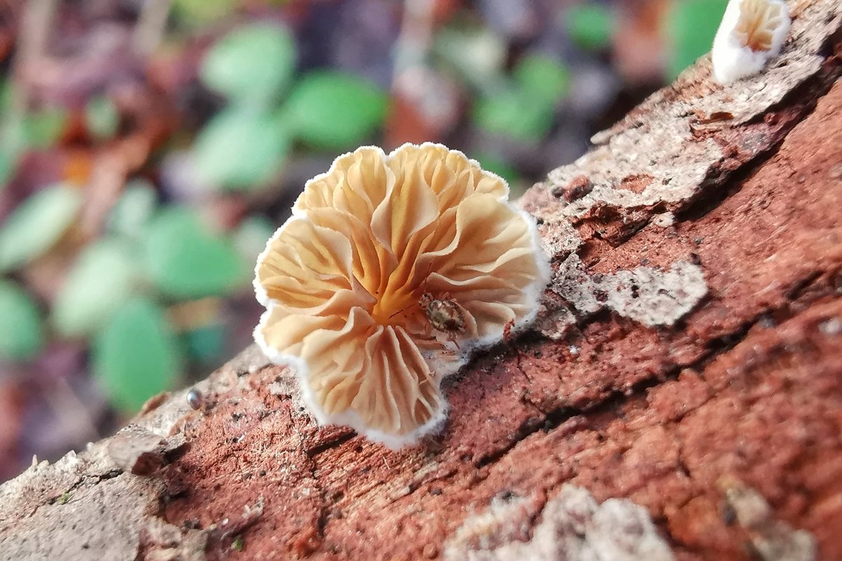 saloplarus's tweet photo. All sorts of tiny treats in the wood today whilst Great Spots drummed and a Marsh Tit sang #springish #fungi https://t.co/e2NtRdDwu1