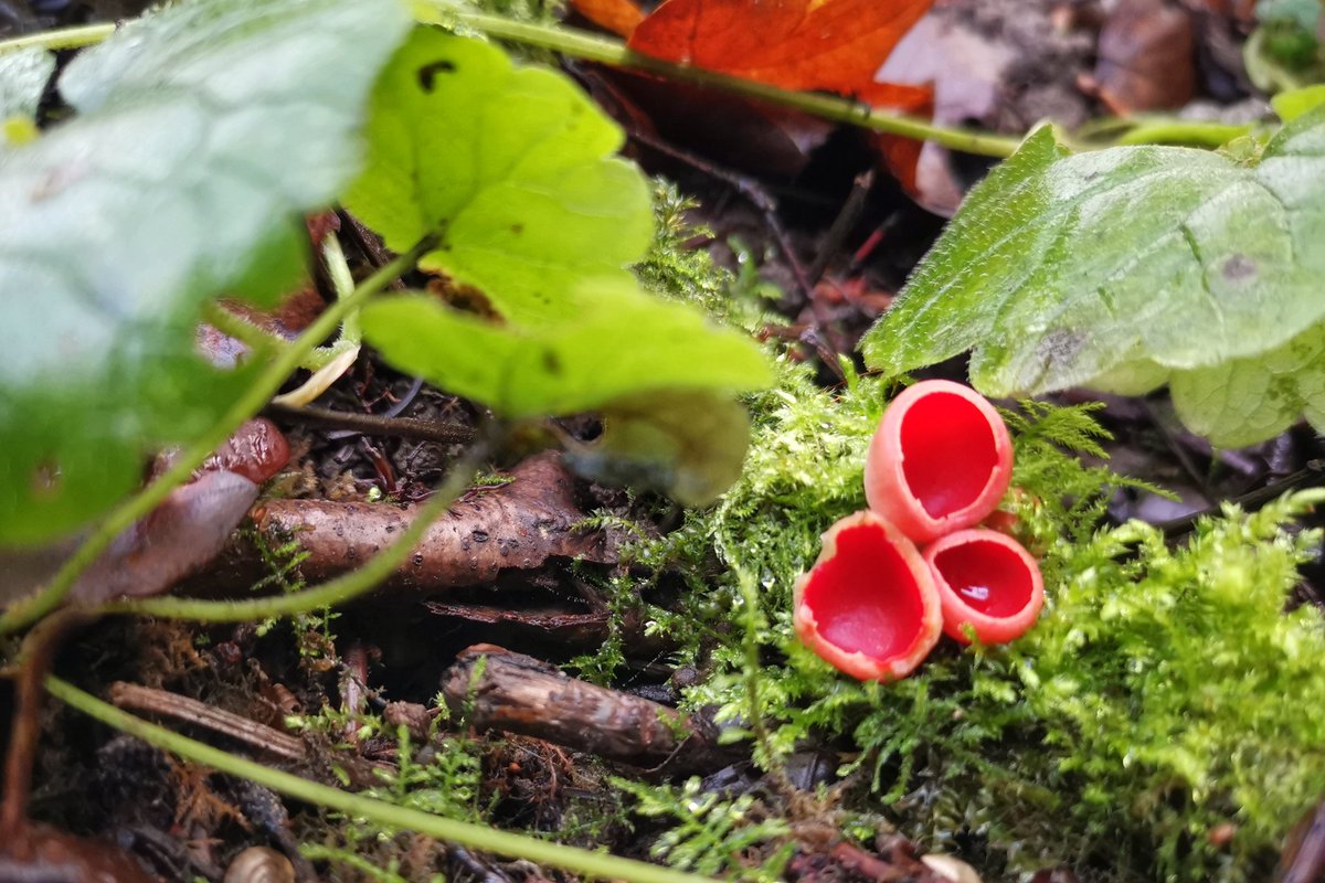 saloplarus's tweet photo. All sorts of tiny treats in the wood today whilst Great Spots drummed and a Marsh Tit sang #springish #fungi https://t.co/e2NtRdDwu1