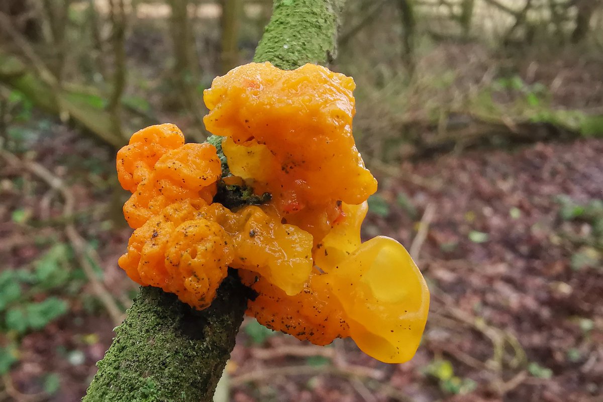 saloplarus's tweet photo. All sorts of tiny treats in the wood today whilst Great Spots drummed and a Marsh Tit sang #springish #fungi https://t.co/e2NtRdDwu1