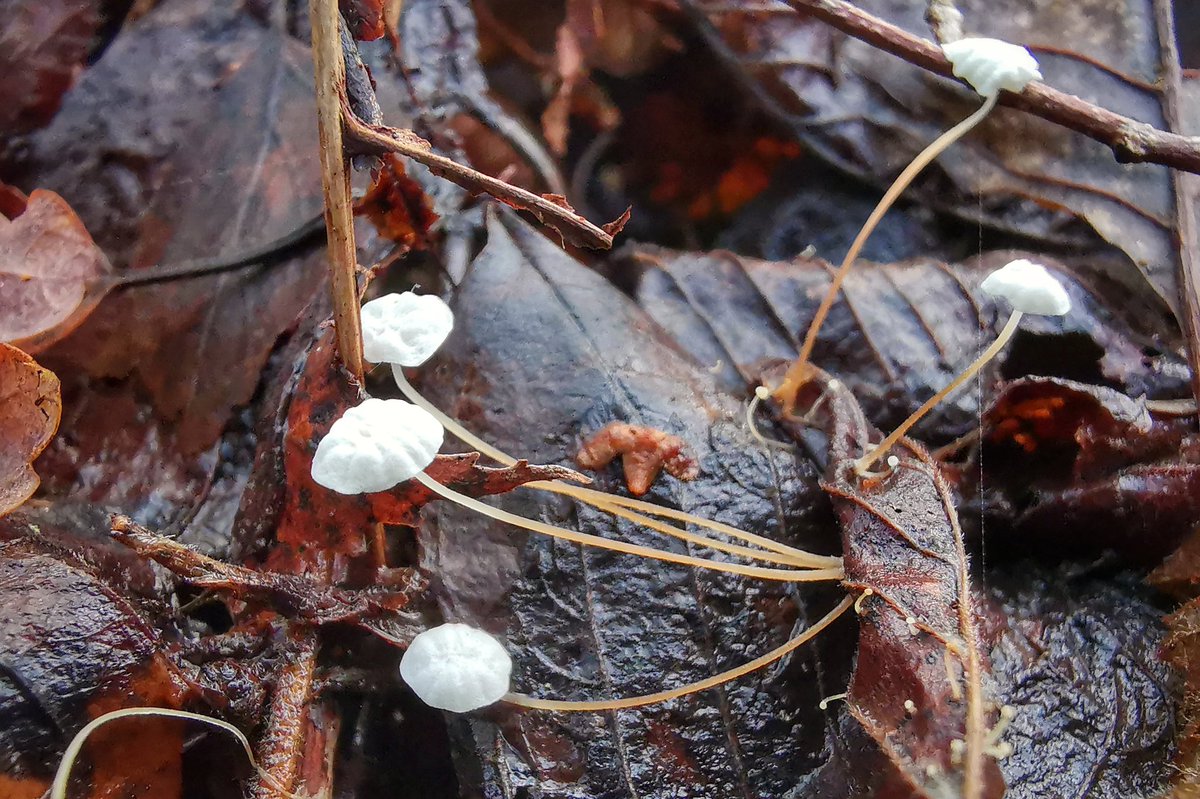 saloplarus's tweet photo. All sorts of tiny treats in the wood today whilst Great Spots drummed and a Marsh Tit sang #springish #fungi https://t.co/e2NtRdDwu1