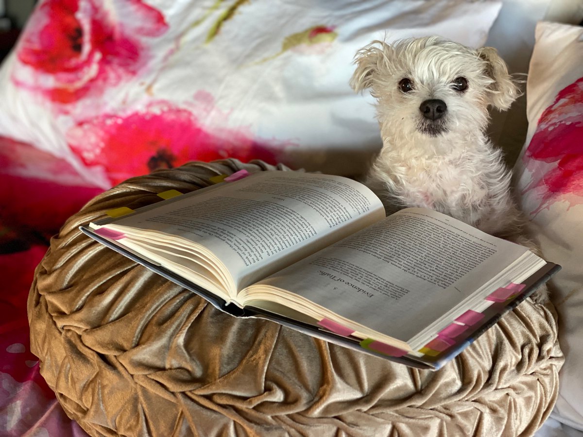 Betty White, would be 100 years old today so I am doing the #BettyWhiteChallenge: $5 (or a bit more) to a local animal #rescue or #shelter in her honour. I’m donating to K911 Rescue: a group that saves abandoned #dogs in LA. You? #thankyouforbeingafriend k911resq.com