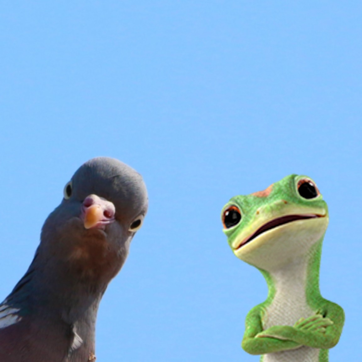 Gecko and pigeon looking at the camera. 