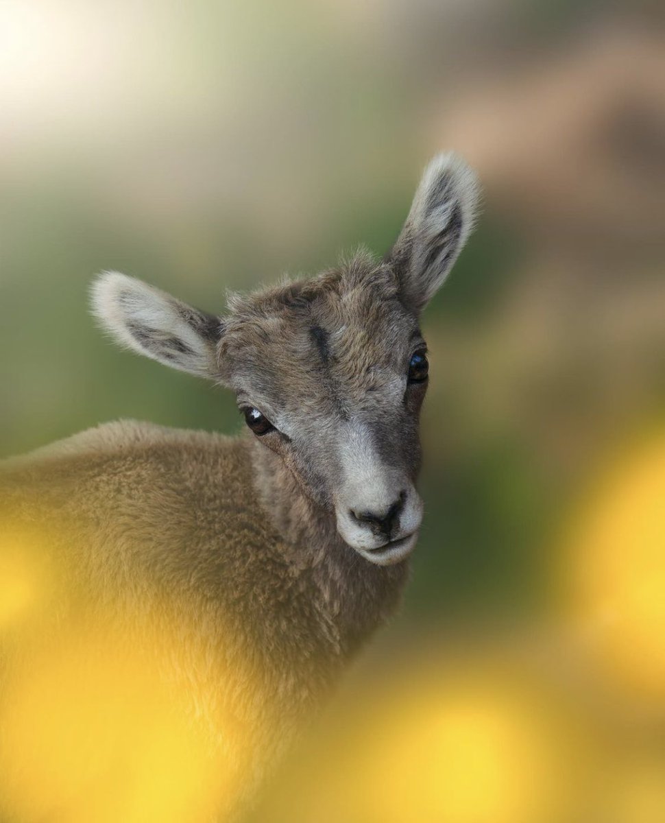 Oh hey there… Happy Monday! 👋🐐