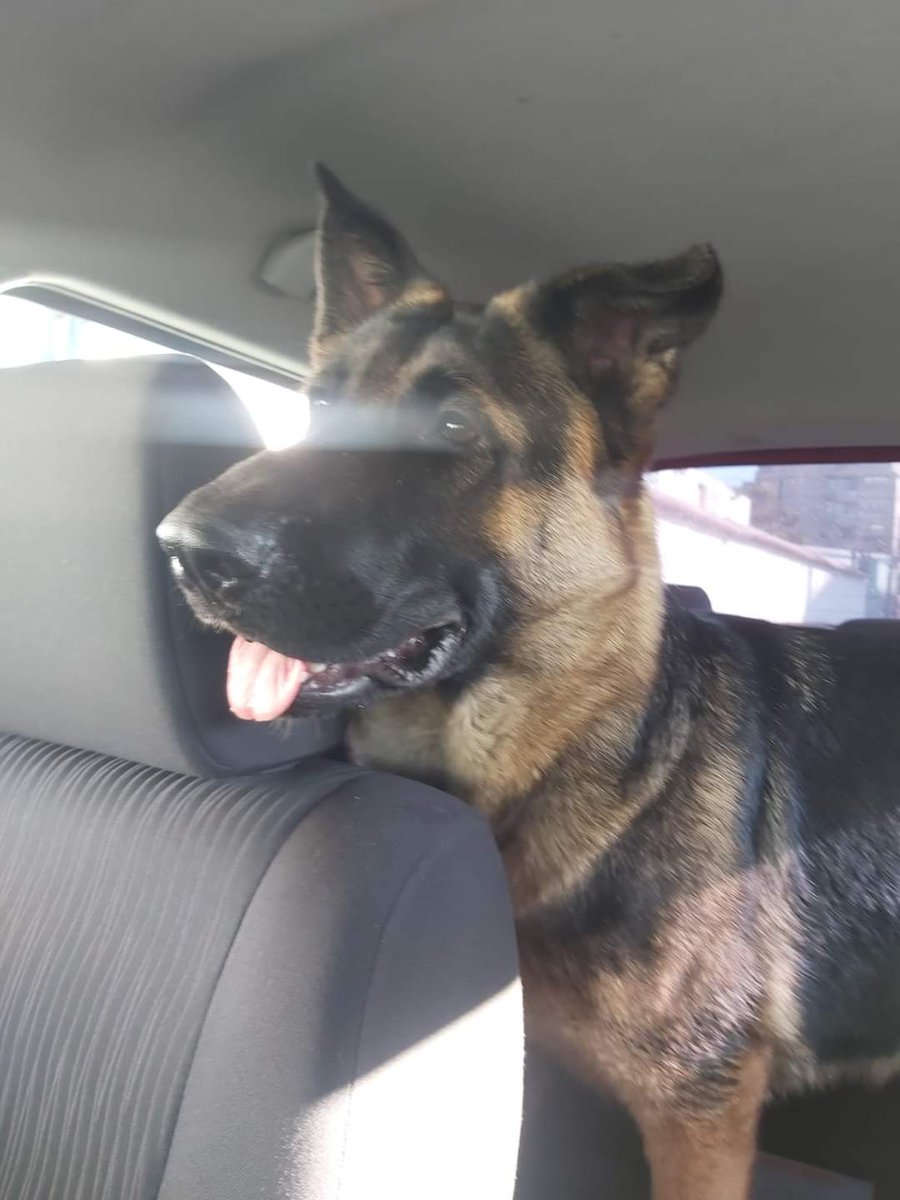 nicolapina7's tweet photo. Twitter haz lo tuyo 
#Antofagasta 
Este perro andaba perdido y un amigo lo está cuidando. 
Se busca a los dueños. 
Cualquier cosa nos contacta. https://t.co/PVlW6iwVS6