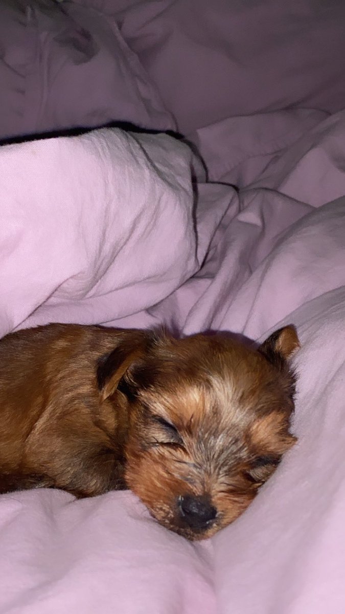 goddesszephyrina tweet media