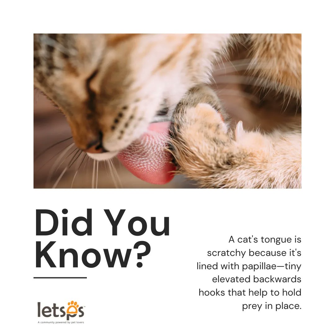 letsps_'s tweet image. Pet Fact! 👌🐱
-
-
#letsps #cat #cats #catsofinstagram #of #catstagram #instagram #catlover #catlovers #catlife #instacat #kitten #kitty #love #meow #pet #cute #dog #catoftheday #pets