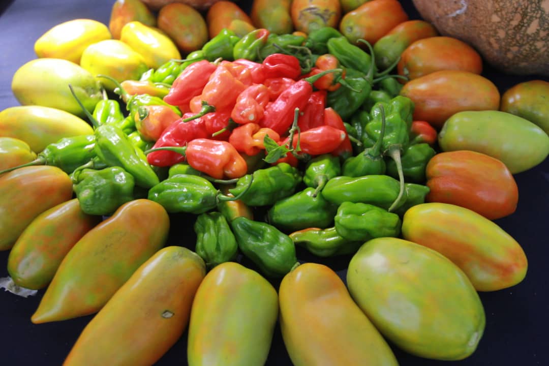 Más de 30 mil mirandinos se benefician semanalmente con los Mercados Comunitarios #MirandaProductiva #18Ene bit.ly/3fvoMFl