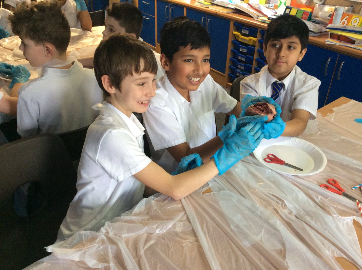 higher_lane's tweet photo. The heart dissection is in full swing! #higherlaney6science https://t.co/nHMvWhPBP6