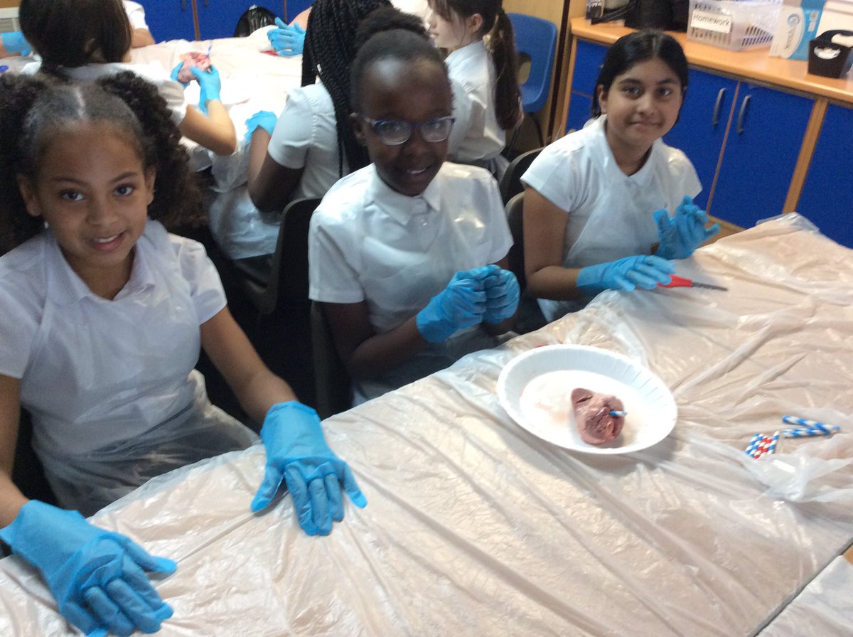 higher_lane's tweet photo. The heart dissection is in full swing! #higherlaney6science https://t.co/nHMvWhPBP6