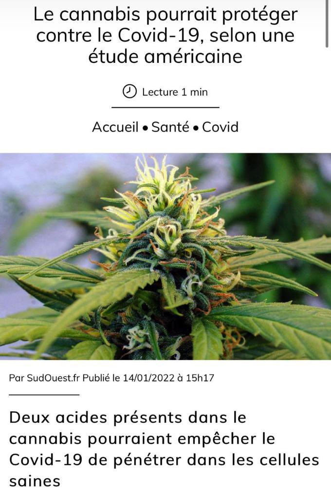 131Kill's tweet photo. Tout les vrais fumeurs le savent déjà 🆘 Smoke Weed every day 😁 https://t.co/Ki6kqrxfRa