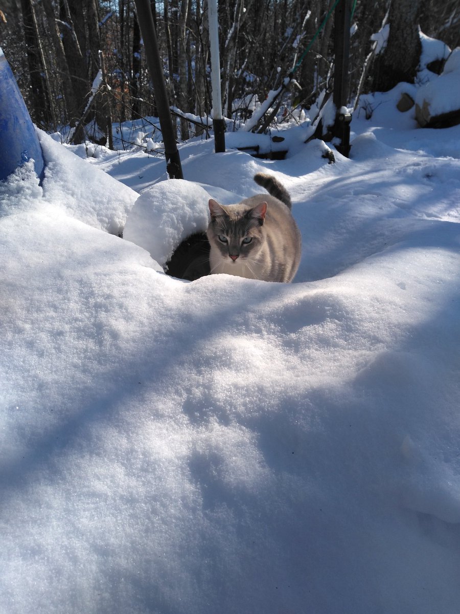 KatieChastian's tweet photo. Scotty's first snow โ๏ธโ๏ธ #CatsOfTwitter #catsinsnow https://t.co/srewq4IByN