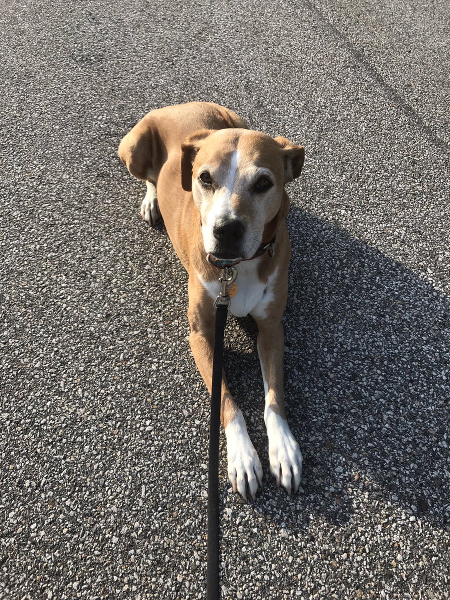 #BettyWhiteChallenge accepted. Mia is an alumnus of <a href="/nhspca/">New Hampshire SPCA</a>