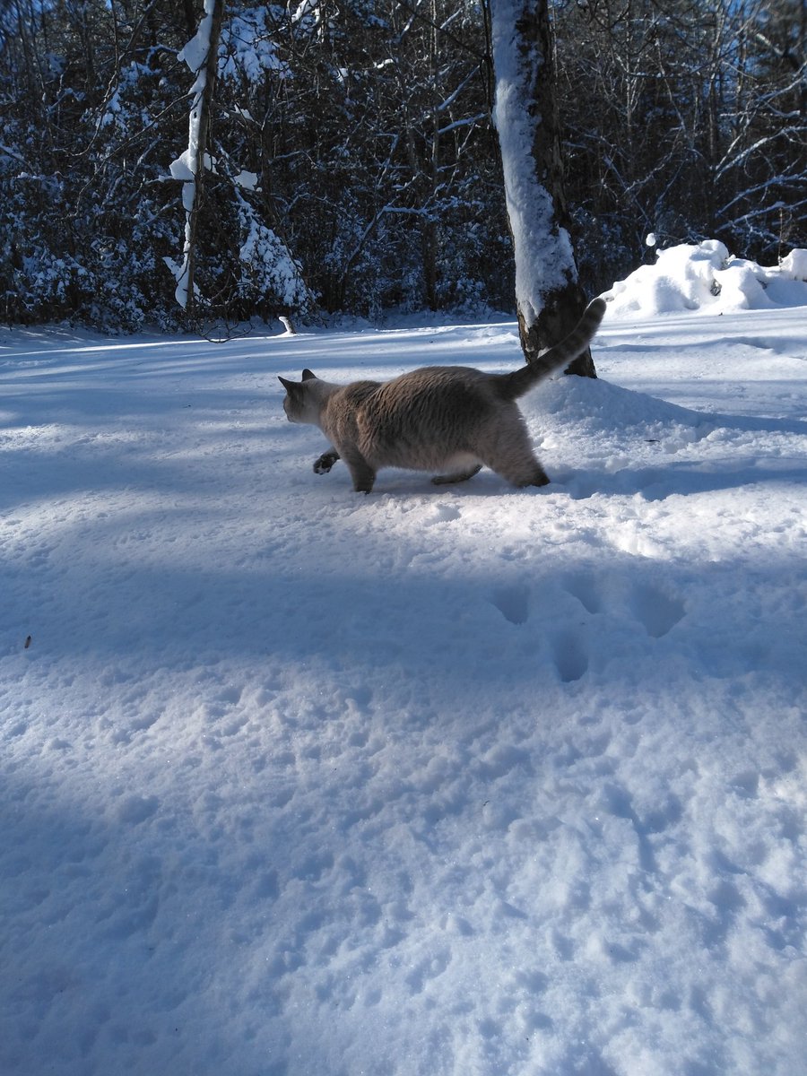 KatieChastian's tweet photo. Scotty's first snow โ๏ธโ๏ธ #CatsOfTwitter #catsinsnow https://t.co/srewq4IByN