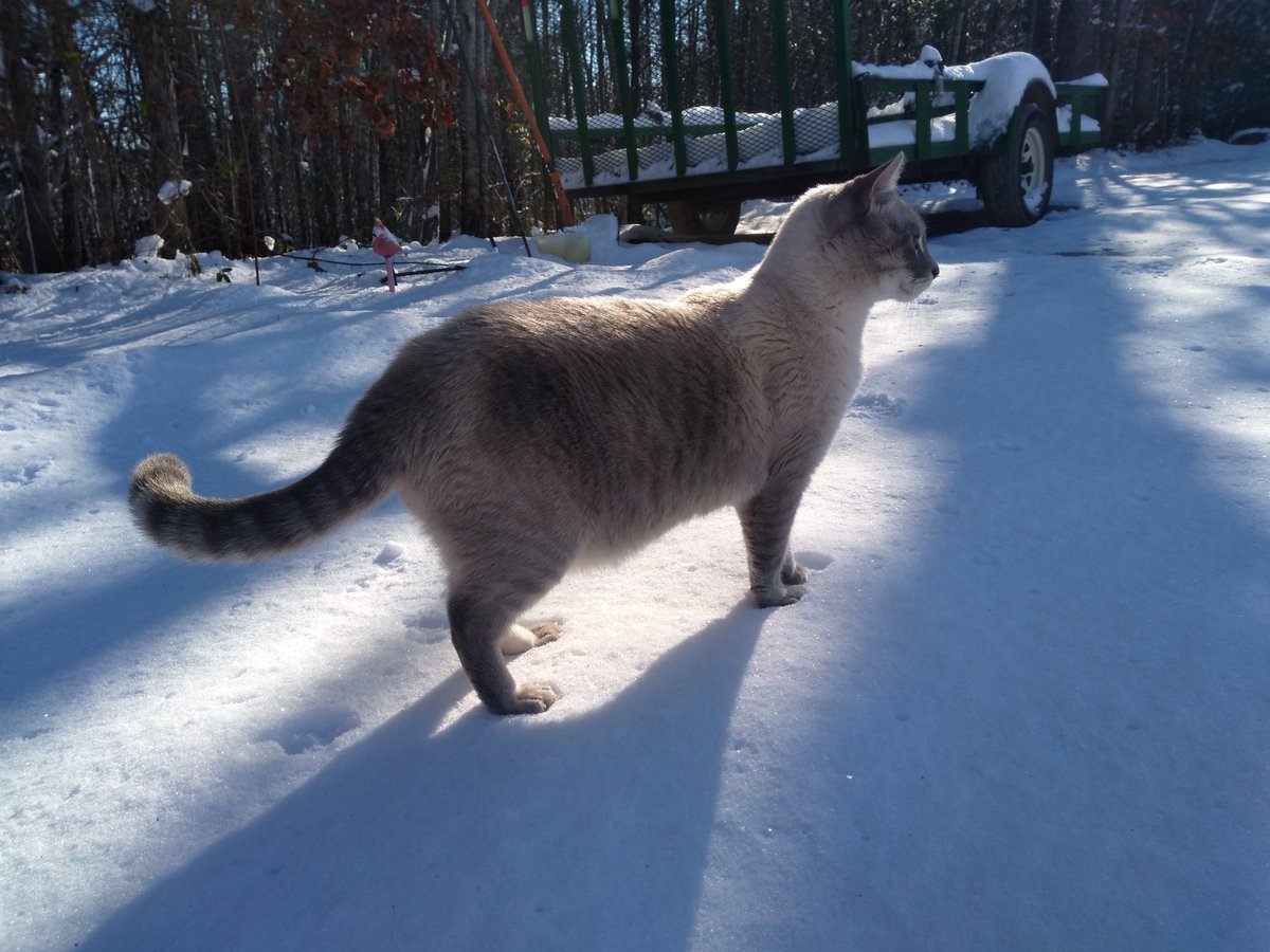 KatieChastian's tweet photo. Scotty's first snow โ๏ธโ๏ธ #CatsOfTwitter #catsinsnow https://t.co/srewq4IByN