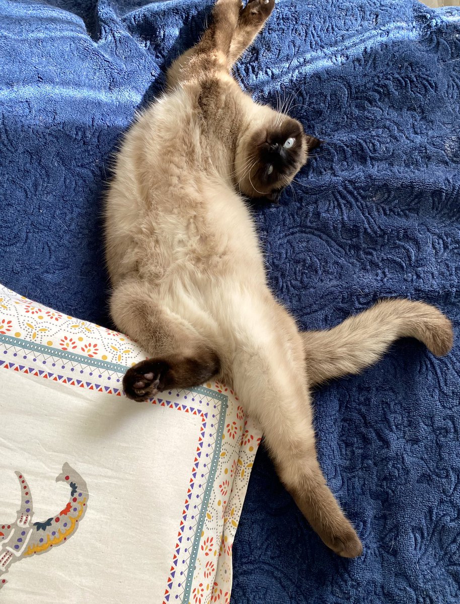 ecukkk's tweet photo. Her gün olduğu gibi bugün de ama her zamankinden daha da yüksek bir sesle 
“Bu hayata Paşa olarak gelmek varmış” 
diyoruz! https://t.co/g7MH2LaFfU