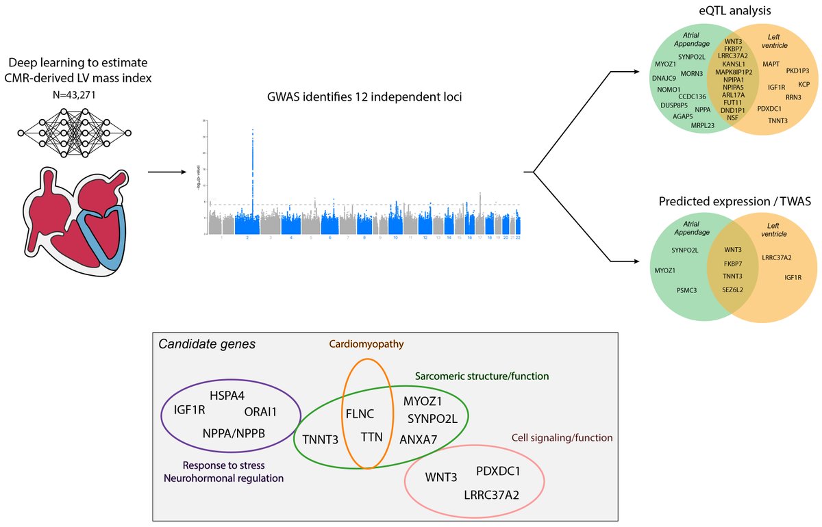 Check out our new GWAS of #CMR based LV mass measured by #AI (h/t <a href="/broad_ml4h/">ML4H</a>) in &gt;40k 👭<a href="/uk_biobank/">UK Biobank</a>. We found 12 novel loci for indexed LVM (LVMI) inc genes a/w cardiomyopathy, contractility, neurohormonal regulation <a href="/broadinstitute/">Broad Institute</a> <a href="/MGHHeartHealth/">Mass General Heart</a> 

Link bit.ly/3GEoAQ3
