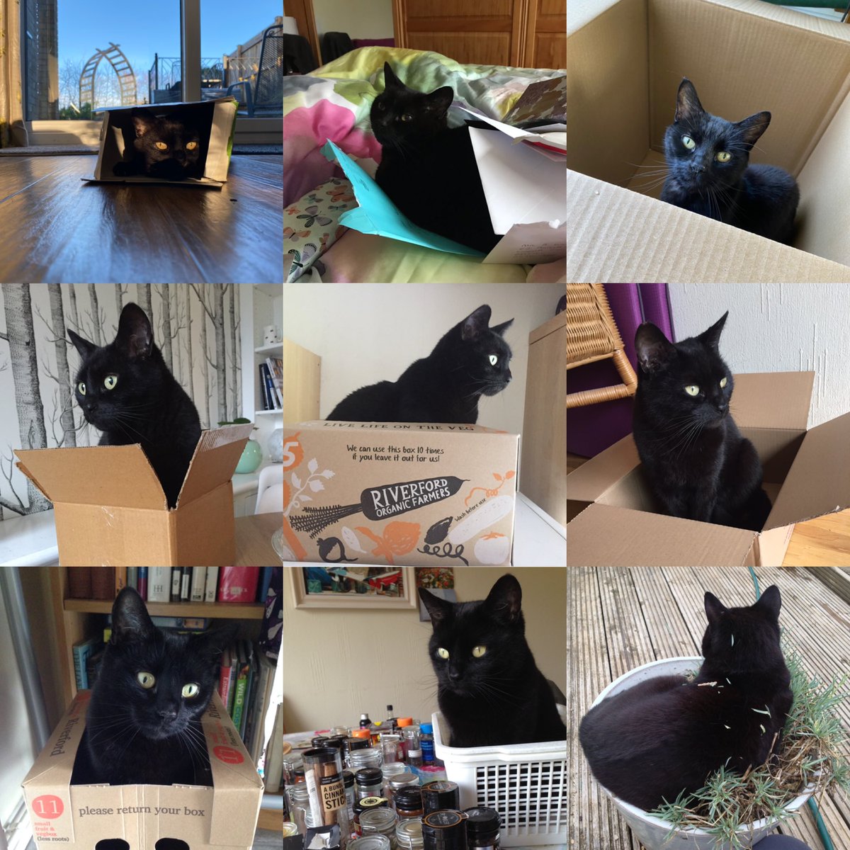 ⁦<a href="/SusanCalman/">Susan Calman</a>⁩  I have a Pickle too - she LOVES a box… ❤️