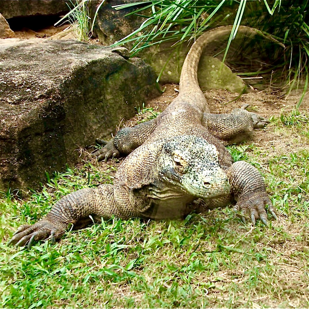 iswe_endo's tweet photo. In honor of National Appreciate a Dragon Day, let’s celebrate the Komodo! Although first discovered in 1910, their endocrinology remains largely unknown. A paper by Carbajal et al., 2018 assessed the use of shed skin to measure corticosterone https://t.co/goZBuwVgaU #wildlife https://t.co/VYm3roFPnw