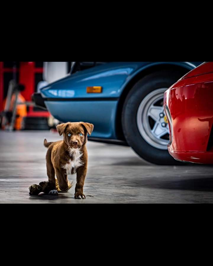 ferrarisonline's tweet photo. Theres still ferraris in the pic so it counts. But can we take a moment to appreciate how cute our puppy nova used to be. She keeps the cars safe.

#ferrari #cardog #k9 #supercarpups #pup #puppy #racecar #ferrari308 #cutepuppy #cutepuppies https://t.co/6uTKG44VyM