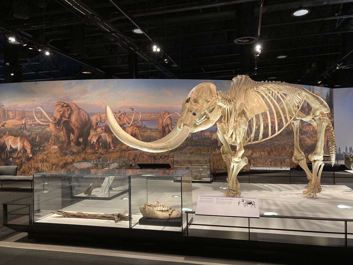 jasscn's tweet photo. I’m stranded at home due to freezing rain and can’t get a good shot for #MastodonToothMonday. Here’s the cast in the gallery @RoyalAlberta, along with our most complete specimen in the case below. #MastodonMonday #ShowandTell #iceageAB https://t.co/3H2JQFhKI2