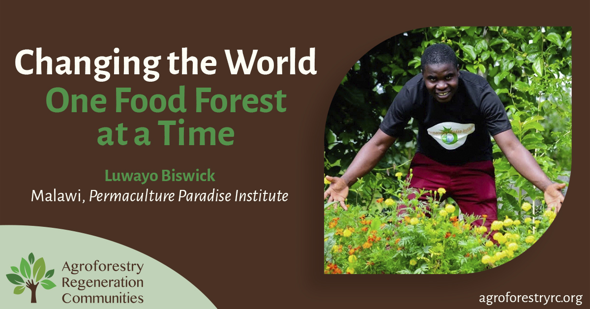 ARC is accelerating the planting of regenerative food forests in Guatemala and East Africa. ARC works in partnership with smallholder farmers to build environmental and community resilience through agroforestry, regenerative agriculture, permaculture, and syntropic agroforestry.