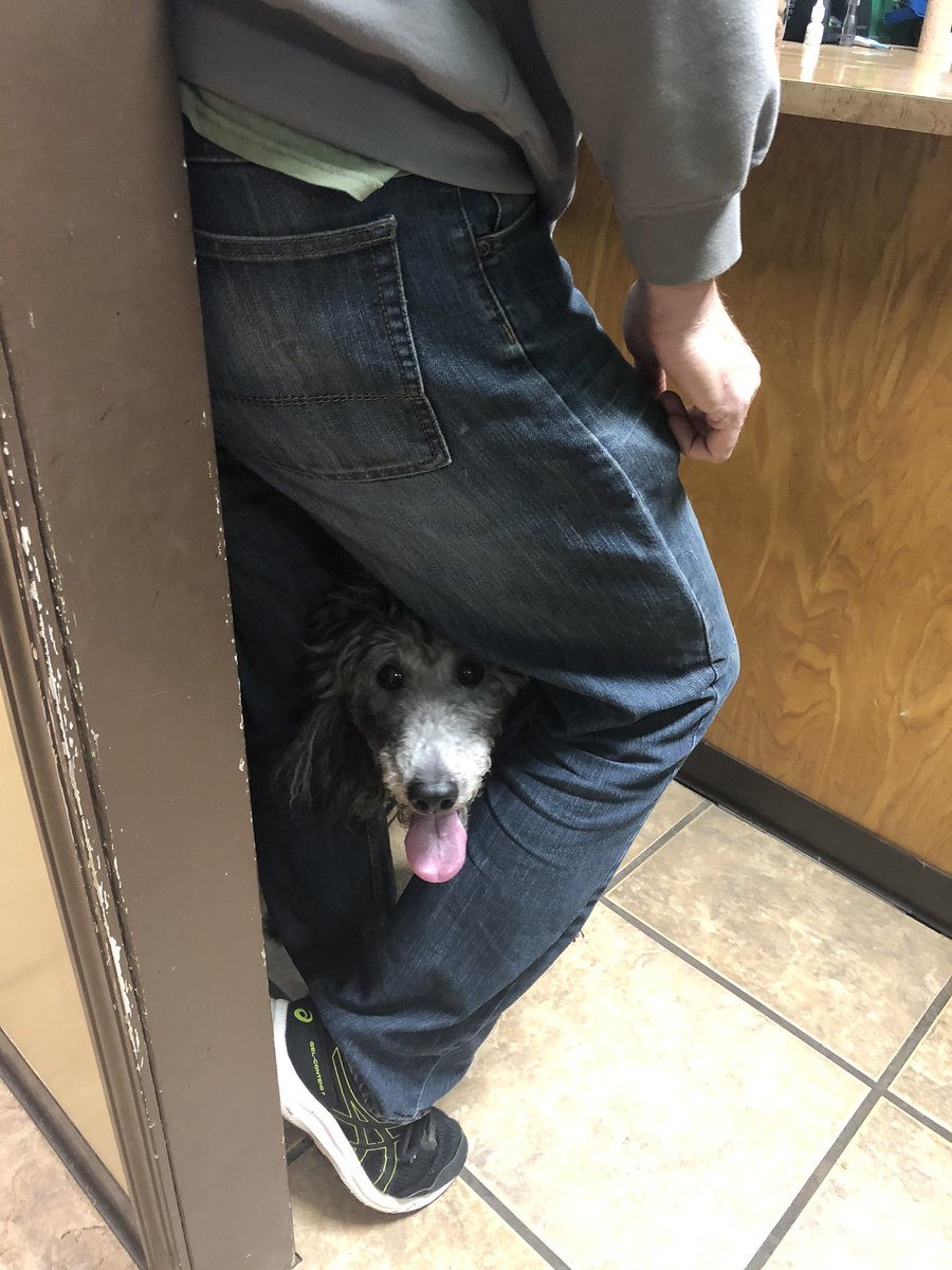 GuityAmber's tweet photo. Axlโs impression of the new vet..... #PoodleProblems https://t.co/xiJl91C9PB