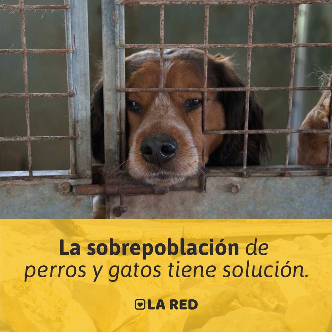 Red de Políticas Públicas tweet media