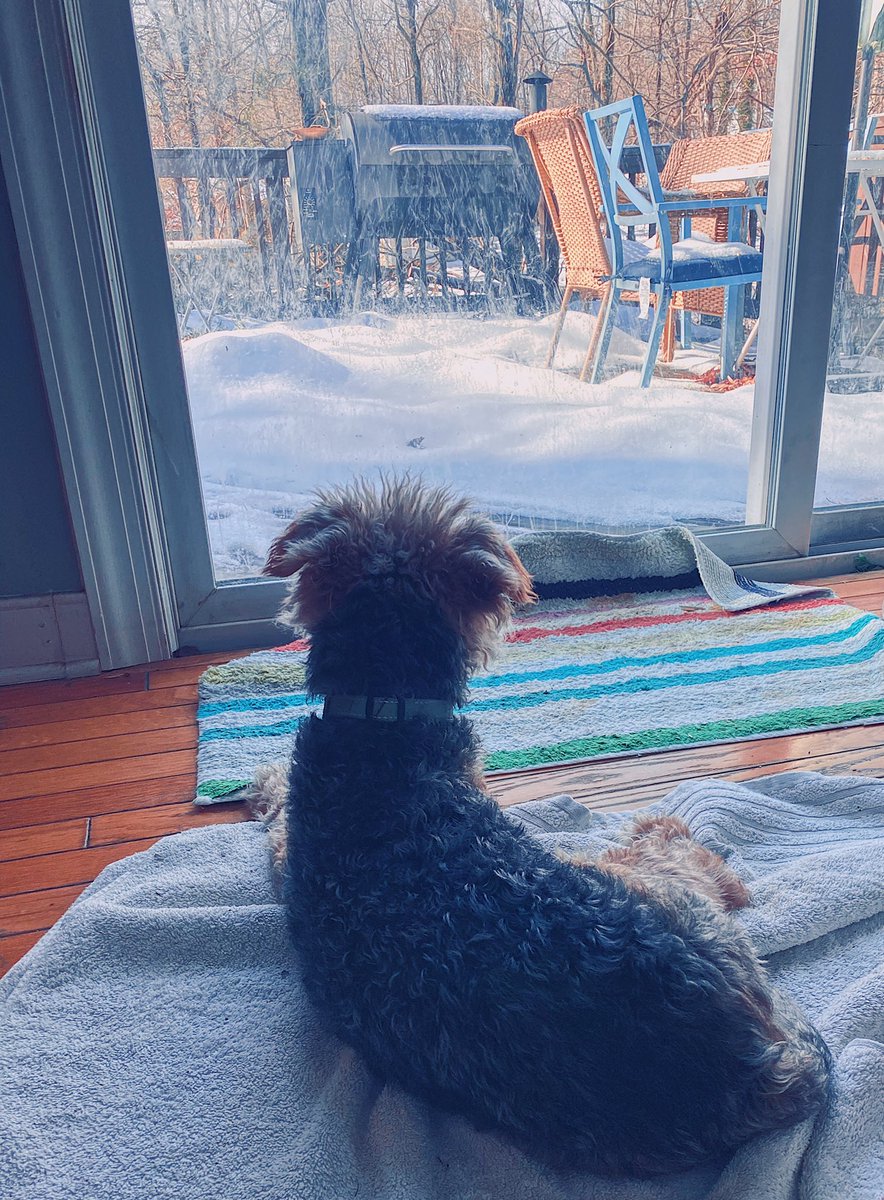 SheldonTheWelsh's tweet photo. Pals, I am working hard this morning. As you can see, I am just waiting for a squizzer to try and get on the deck. Not on my watch! #surveillance #dogwatch #guarddog #dogtwitter #DogsofTwittter #Welsh #heprotec https://t.co/xDQJ3oEv54