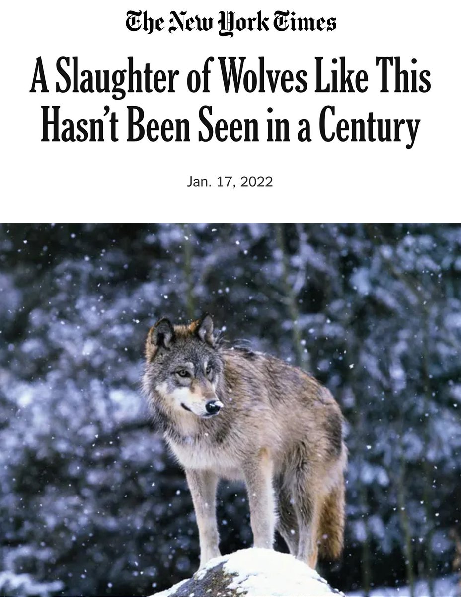 Wolf Conservation Center 🐺 (@nywolforg) on Twitter photo A Slaughter of Wolves Like This Hasn’t Been Seen in a Century.
If <a href="/SecDebHaaland/">Secretary Deb Haaland</a> wishes to stop this killing, the Endangered Species Act gives her ample authority + discretion to stop it — cold.
That’s what she should do.
➡ nyti.ms/3fxnycJ via <a href="/nytimes/">The New York Times</a>
#RelistWolves A Slaughter of Wolves Like This Hasn’t Been Seen in a Century.
If <a href="/SecDebHaaland/">Secretary Deb Haaland</a> wishes to stop this killing, the Endangered Species Act gives her ample authority + discretion to stop it — cold.
That’s what she should do.
➡ nyti.ms/3fxnycJ via <a href="/nytimes/">The New York Times</a>
#RelistWolves